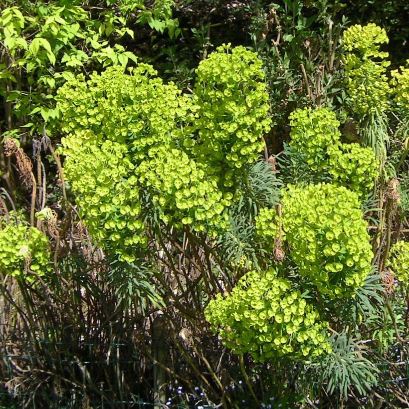 Trovisco-macho - Euphorbia characias (Floração)