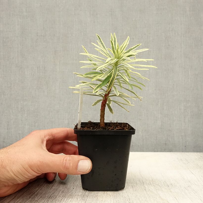 Amostra de Trovisco-macho Emmer Green Vaso de 8/9 cm tal como entregue no outono