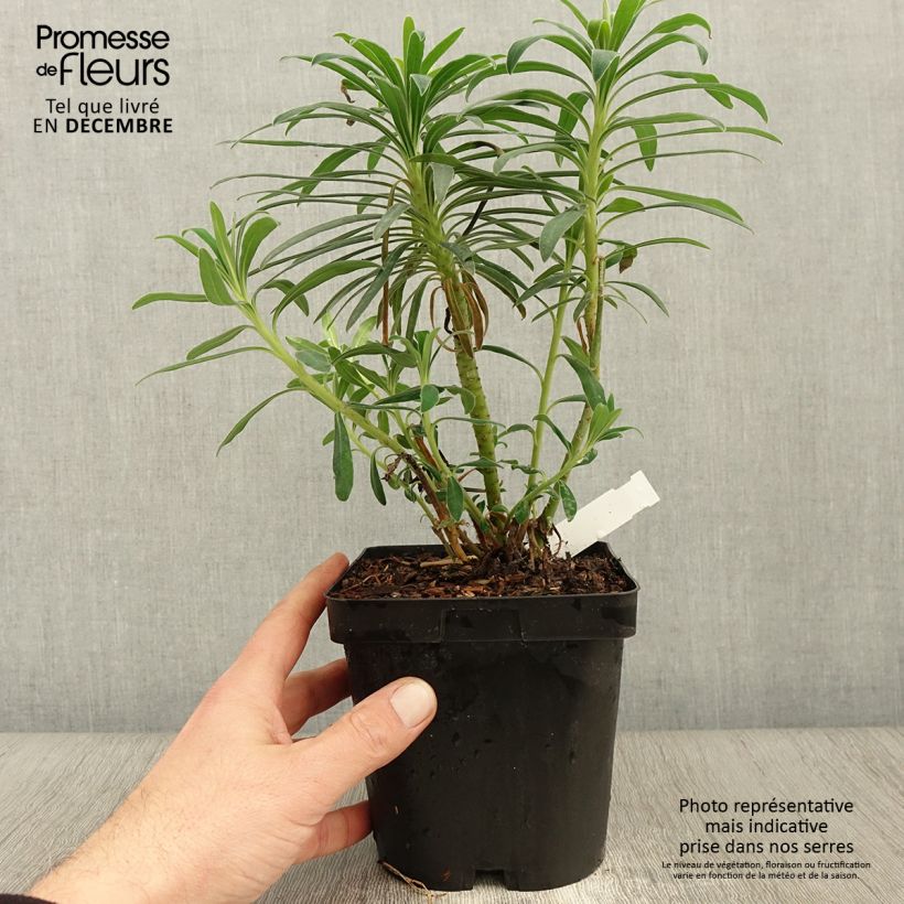Amostra de Trovisco-macho - Euphorbia characias Vaso de 2 L/3 L tal como entregue no outono
