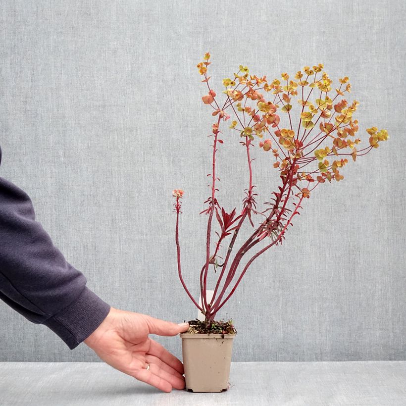 Amostra de Trovisco-macho Miners Merlot Vaso de 8/9 cm tal como entregue na primavera