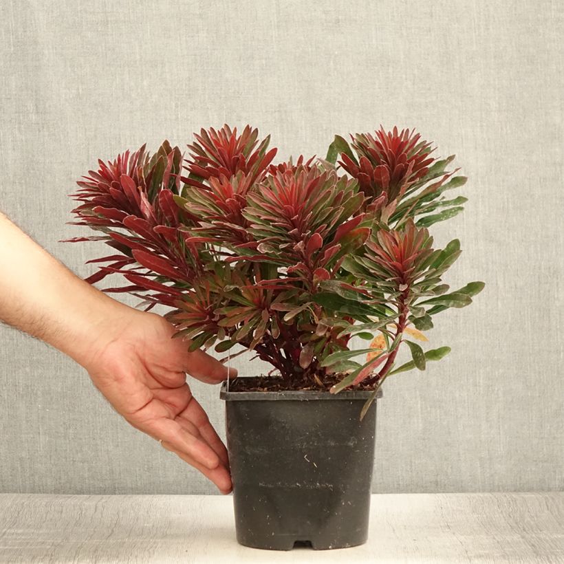 Amostra de Trovisco-macho Miners Merlot Vaso de 1 L/1,5 L tal como entregue no verão