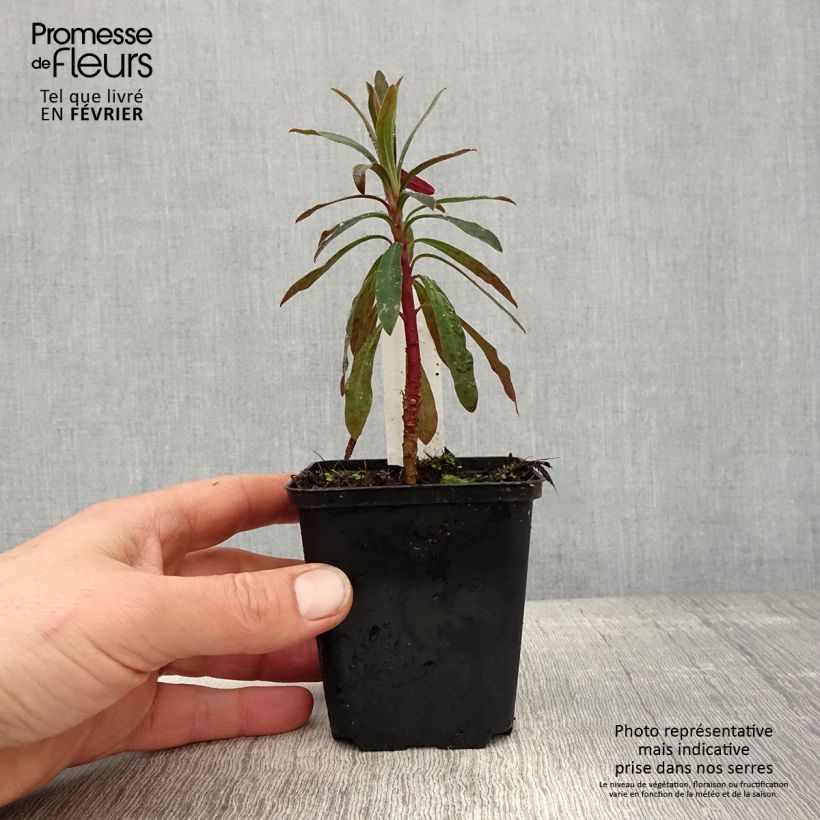Amostra de Euphorbia characias Purple and Gold - Euphorbe Vaso de 8/9 cm tal como entregue no inverno