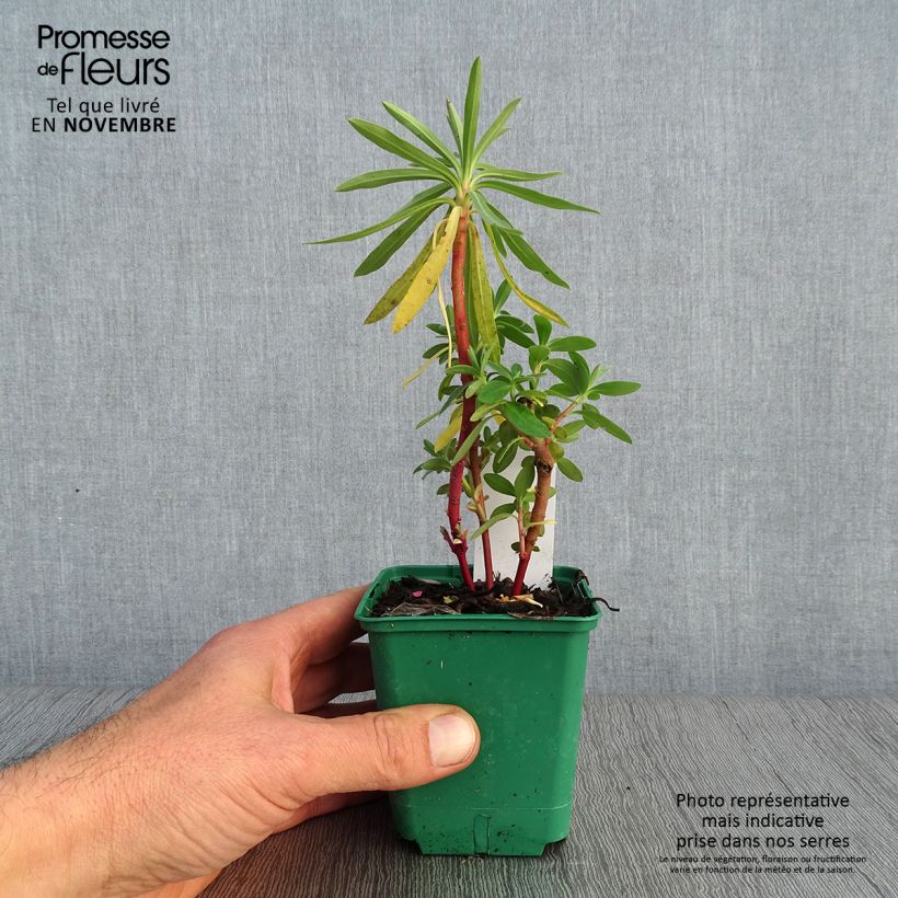 Amostra de Trovisco-macho - Euphorbia characias subsp. characias Vaso de 8/9 cm tal como entregue no outono