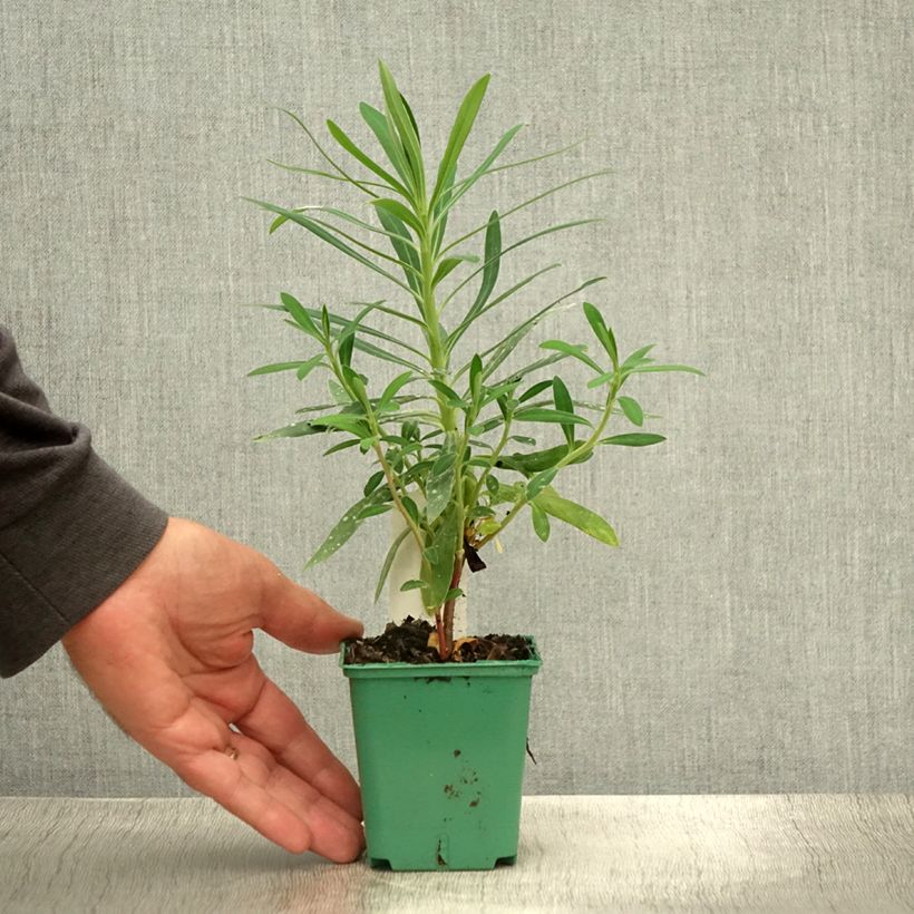 Amostra de Trovisco-macho - Euphorbia characias subsp. characias Vaso de 8/9 cm tal como entregue no verão