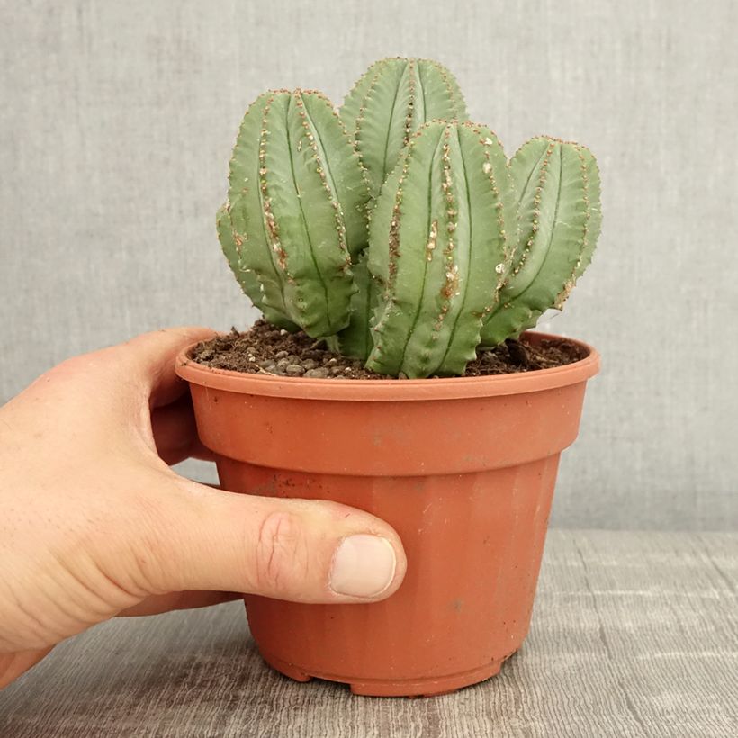 Amostra de Euphorbia glauca Vaso de 12 cm/13 cm tal como entregue na primavera
