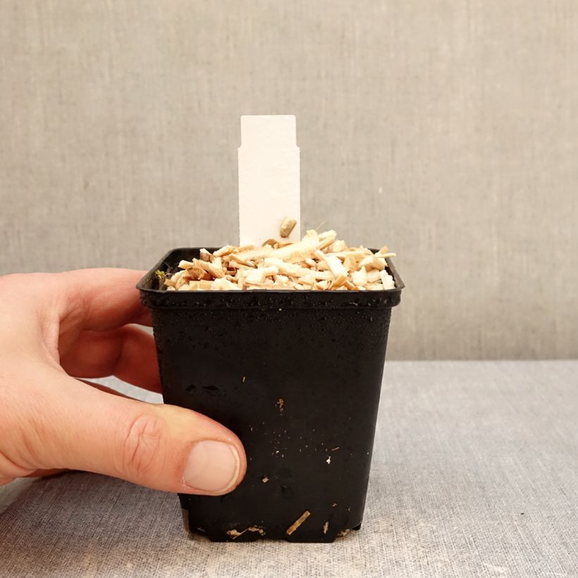 Amostra de Euphorbia griffithii Dixter Vaso de 8/9 cm tal como entregue no inverno