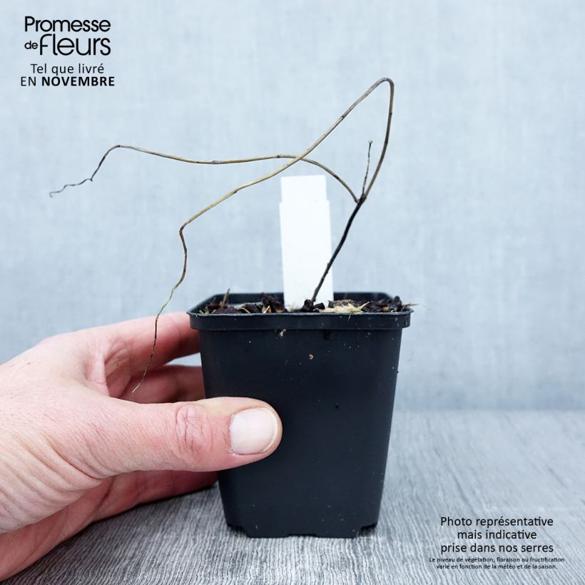 Amostra de Euphorbia griffithii Dixter - Euphorbe de Griffith Vaso de 8/9 cm tal como entregue no outono