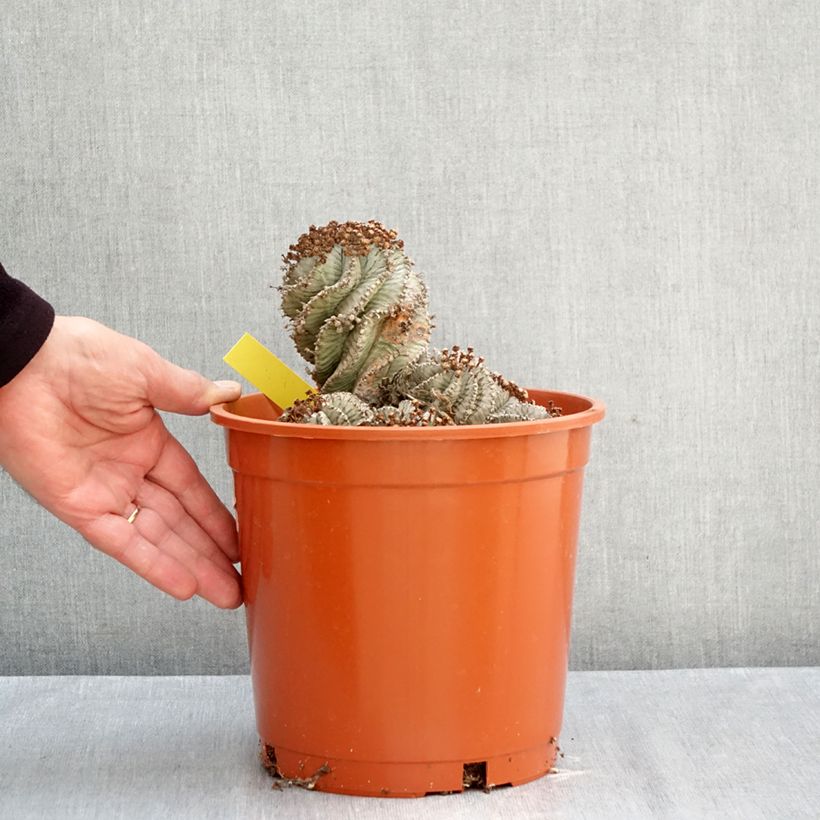 Amostra de Euphorbia horrida var. alba - Eufórbia Vaso de 4 L/5 L tal como entregue no outono
