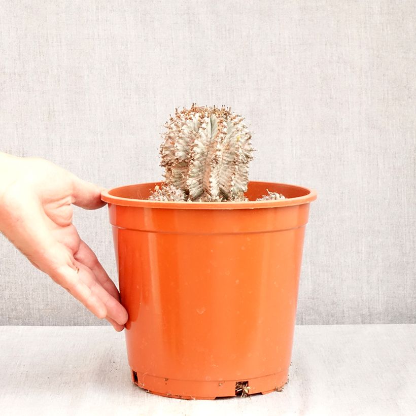 Amostra de Euphorbia horrida Alba - Euphorbe Vaso de 4 L/5 L tal como entregue no verão
