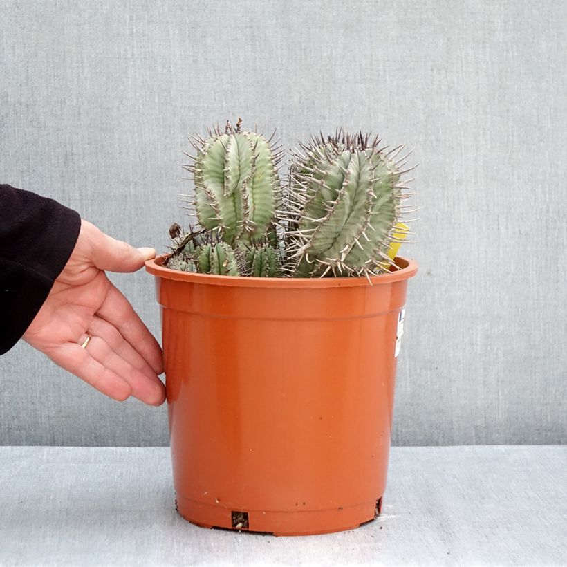 Amostra de Euphorbia horrida - Eufórbia Vaso de 4 L/5 L tal como entregue no outono