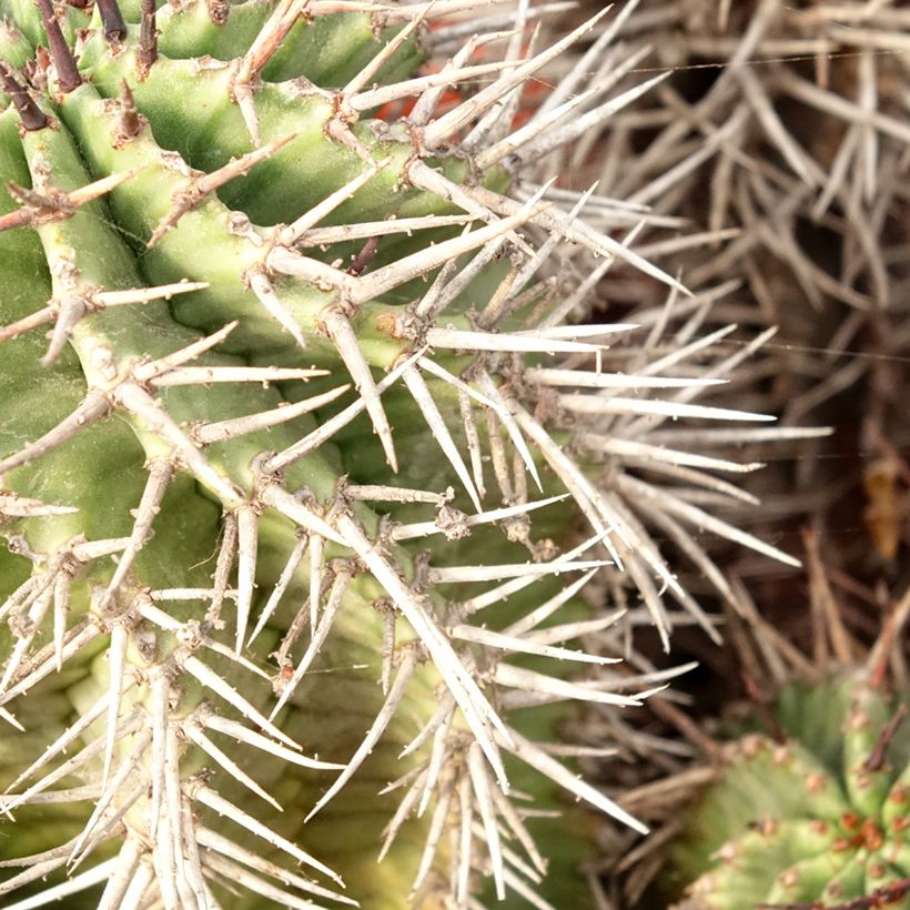 Euphorbia horrida (Folhagem)