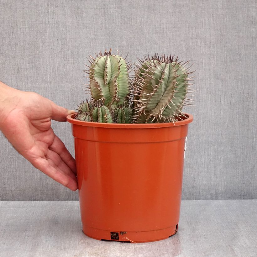Amostra de Euphorbia horrida - Euphorbe Vaso de 4 L/5 L tal como entregue no verão
