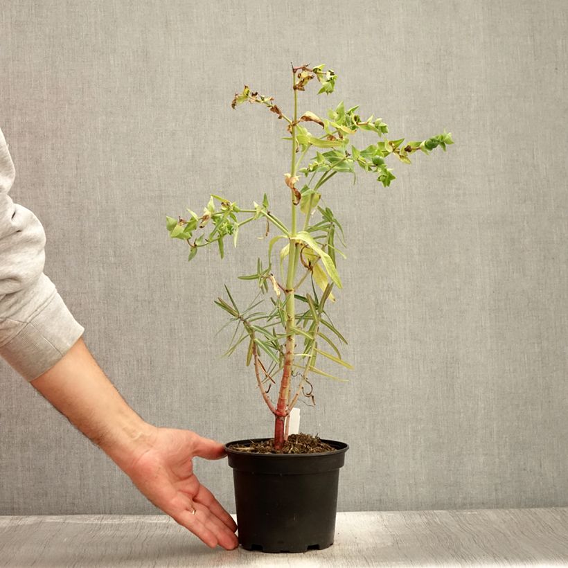 Amostra de Euphorbia lathyris Vaso de 2 L/3 L tal como entregue no outono
