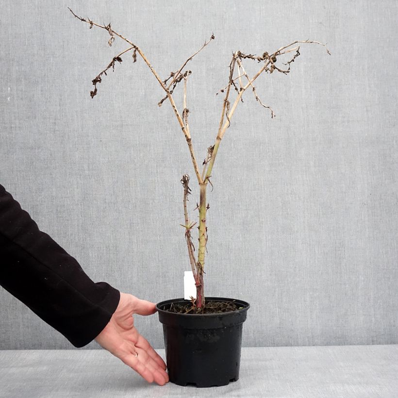 Amostra de Euphorbia lathyris - Euphorbe des Jardins Vaso de 2 L/3 L tal como entregue no inverno