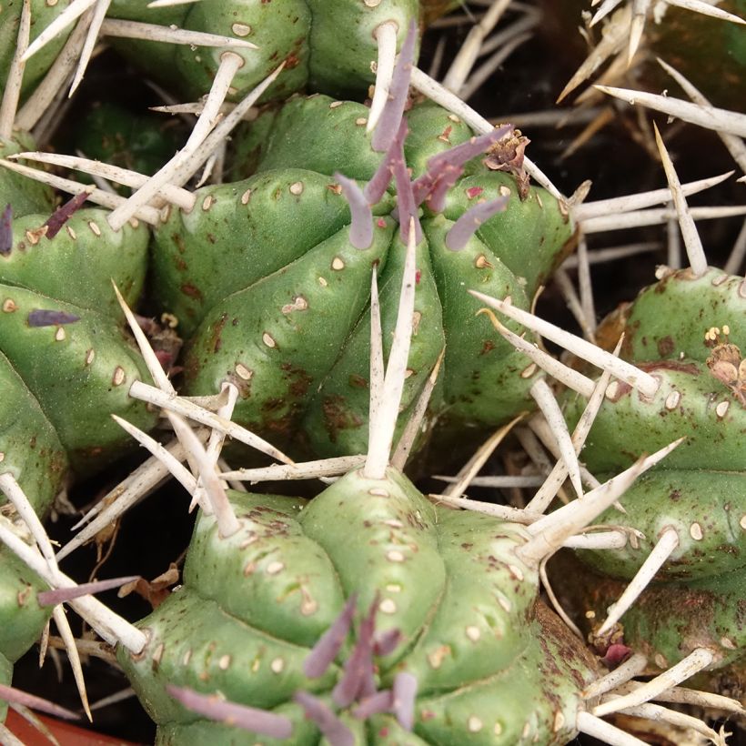 Euphorbia mammillaris - Eufórbia (Folhagem)