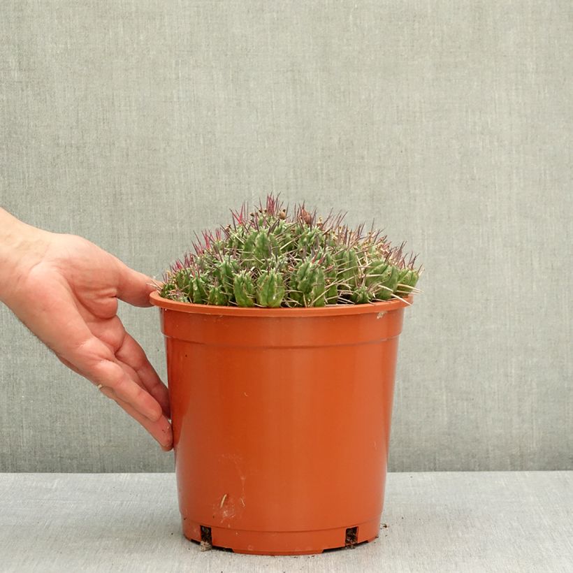 Amostra de Euphorbia mammillaris - Eufórbia Vaso de 4 L/5 L tal como entregue na primavera