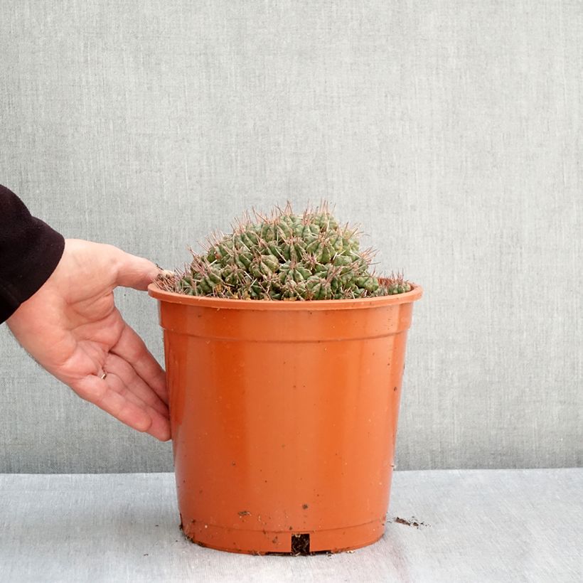Amostra de Euphorbia meloformis - Eufórbia Vaso de 4 L/5 L tal como entregue no outono