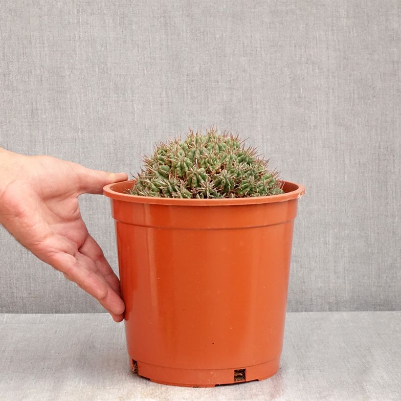Amostra de Euphorbia meloformis - Eufórbia Vaso de 4 L/5 L tal como entregue no verão