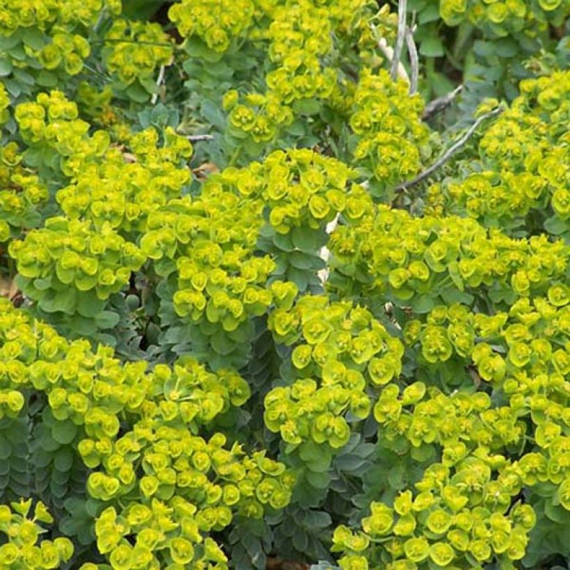 Euphorbia myrsinites (Hábito)