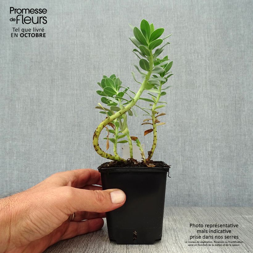 Amostra de Euphorbia myrsinites Vaso de 8/9 cm tal como entregue no outono