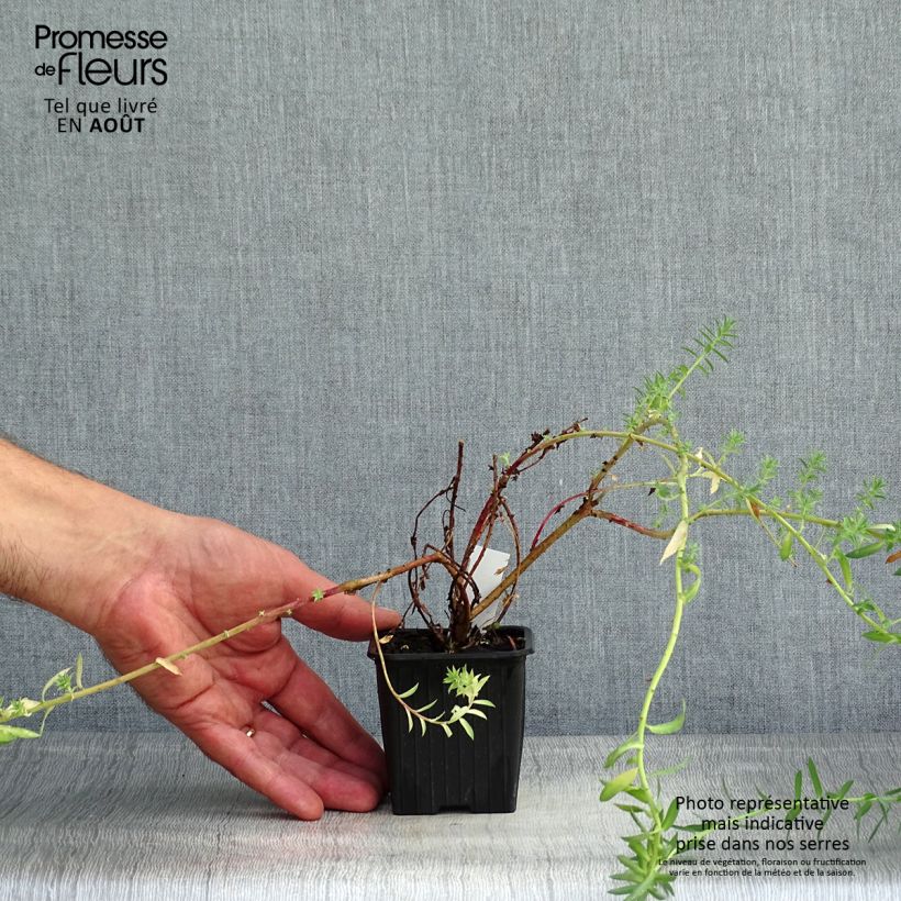Amostra de Euphorbia pithyusa subsp. cupanii Ponte Leccia Vaso de 8/9 cm tal como entregue no verão