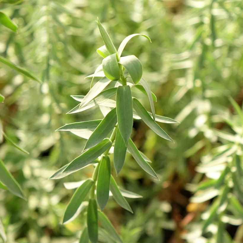 Euphorbia pithyusa subsp. cupanii Ponte Leccia (Folhagem)