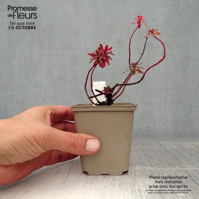 Amostra de Euphorbia polychroma Bonfire Vaso de 8/9 cm tal como entregue no outono