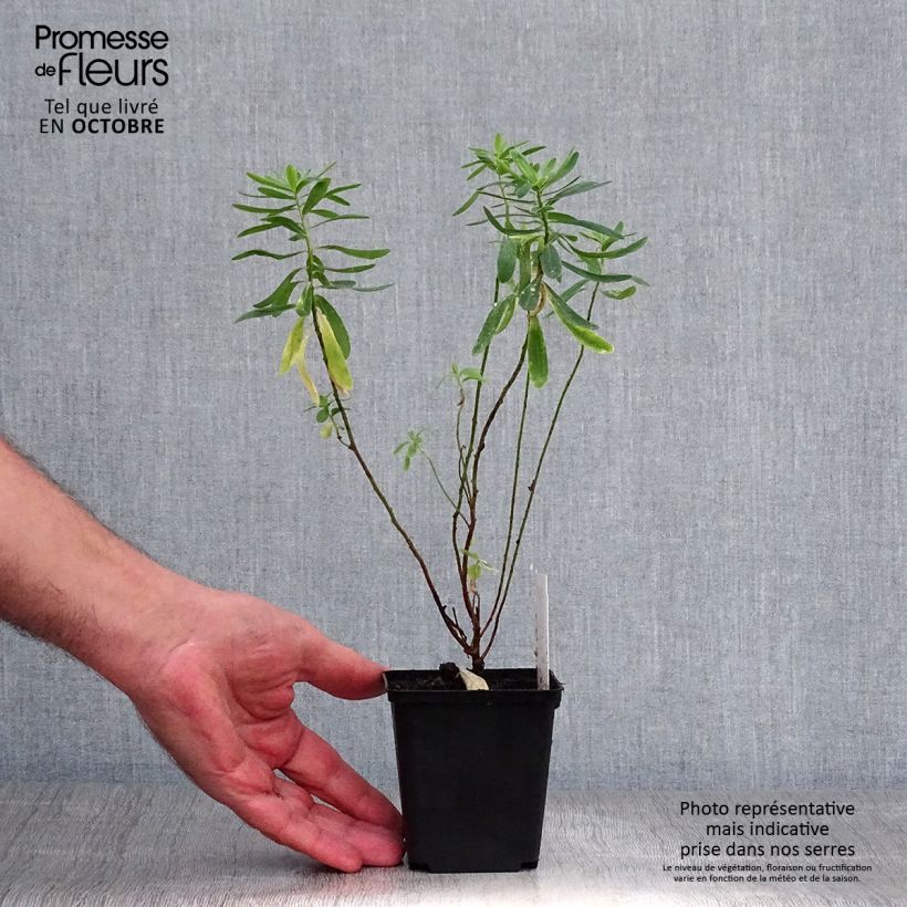 Amostra de Euphorbia polychroma Vaso de 8/9 cm tal como entregue no outono