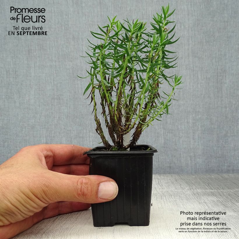 Amostra de Euphorbia pithyusa Vaso de 8/9 cm tal como entregue no outono