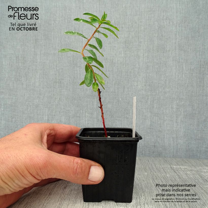 Amostra de Euphorbia schillingii Vaso de 8/9 cm tal como entregue no outono
