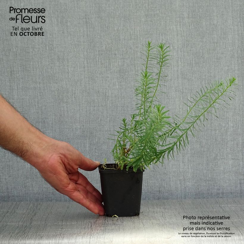 Amostra de Euphorbia seguieriana subsp. niciciana Vaso de 8/9 cm tal como entregue no outono