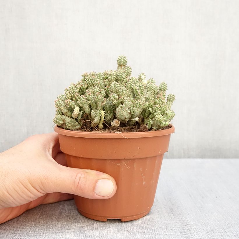 Amostra de Euphorbia submammillaris Vaso de 12 cm/13 cm tal como entregue no outono