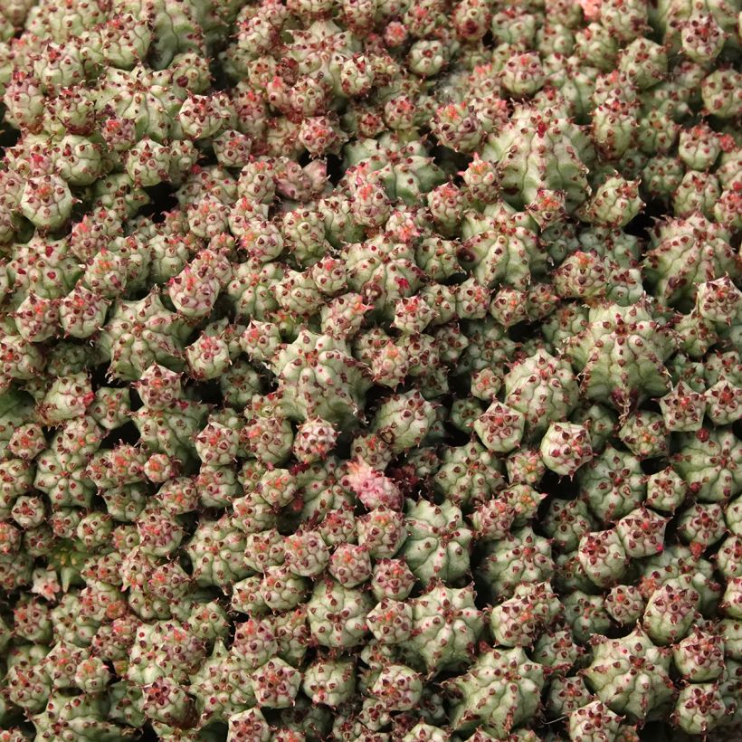 Euphorbia submammillaris (Folhagem)