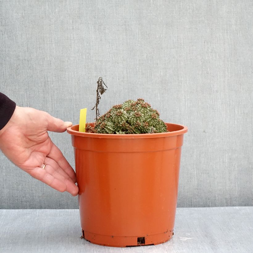 Amostra de Euphorbia suzannae - Euforbia Vaso de 4 L/5 L tal como entregue no outono