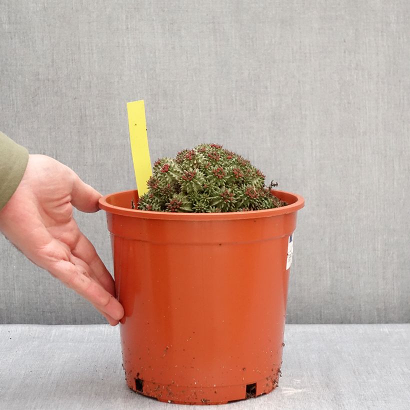 Amostra de Euphorbia suzannae - Euphorbe Pot de 4L/5L tal como entregue no inverno