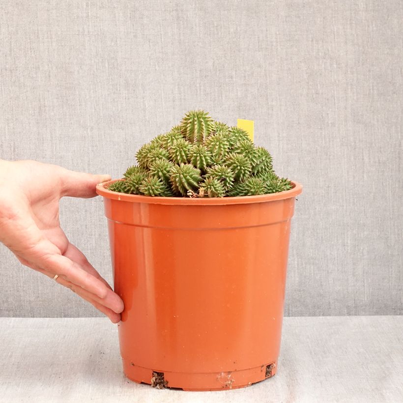 Amostra de Euphorbia suzannae - Euphorbe Vaso de 4 L/5 L tal como entregue no verão