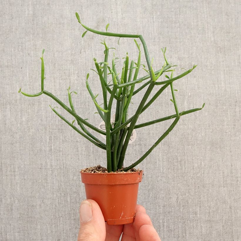Amostra de Euphorbia tirucalli - Plante crayon Miniplanta tal como entregue na primavera