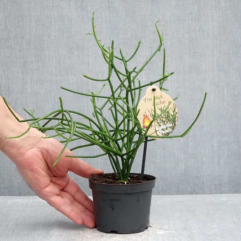 Amostra de Euphorbia tirucalli Vaso de 12 cm/13 cm tal como entregue na primavera