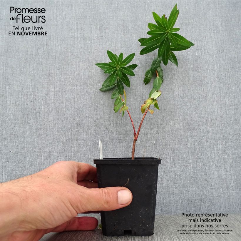 Amostra de Euphorbia wallichii Vaso de 8/9 cm tal como entregue no outono