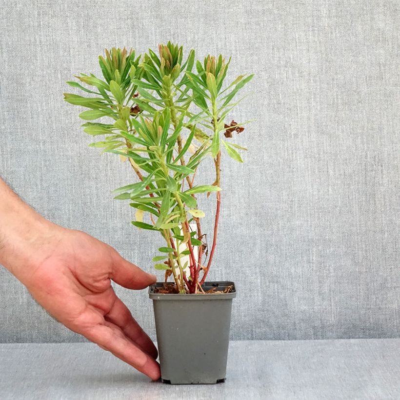 Amostra de Euphorbia martinii Baby Charm Vaso de 8/9 cm tal como entregue no verão