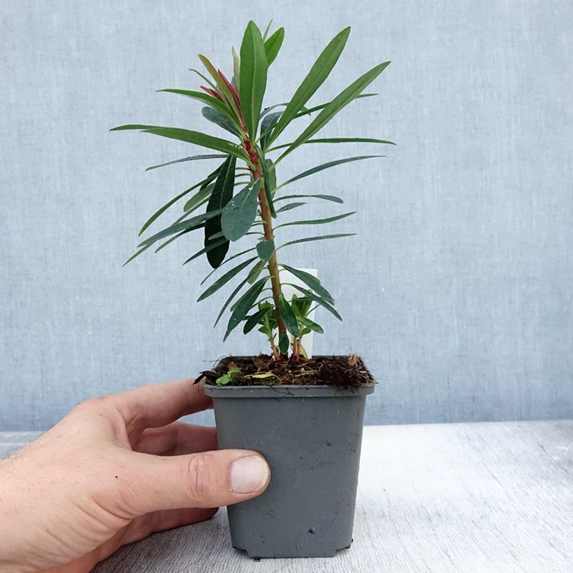Amostra de Euphorbia x martinii Baby Charm - Euphorbe hybride Godet de 8/9 cm tal como entregue no outono