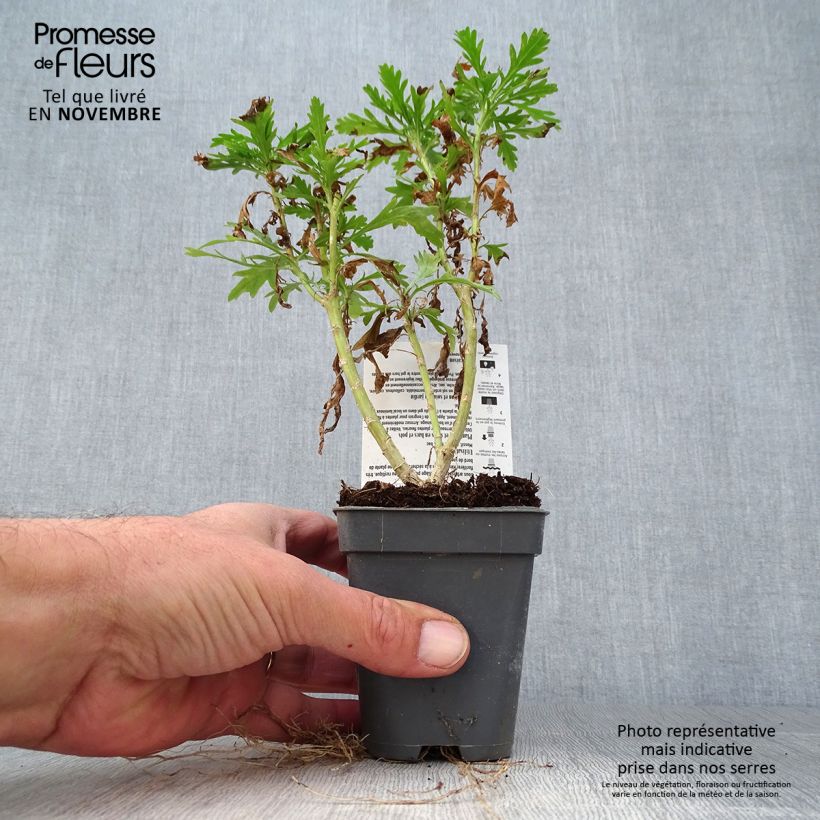 Amostra de Euryops chrysanthemoides Sonnenschein Vaso de 8/9 cm tal como entregue no outono
