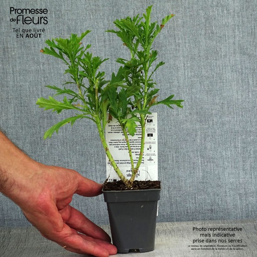 Amostra de Euryops chrysanthemoides Sonnenschein Vaso de 8/9 cm tal como entregue no verão