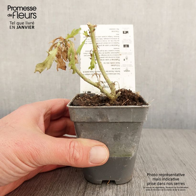 Amostra de Euryops chrysanthemoides Sonnenschein - Marguerite de la savane Godet de 8/9 cm tal como entregue no inverno