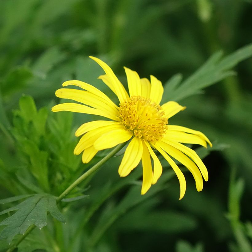 Euryops chrysanthemoides Sonnenschein (Floração)