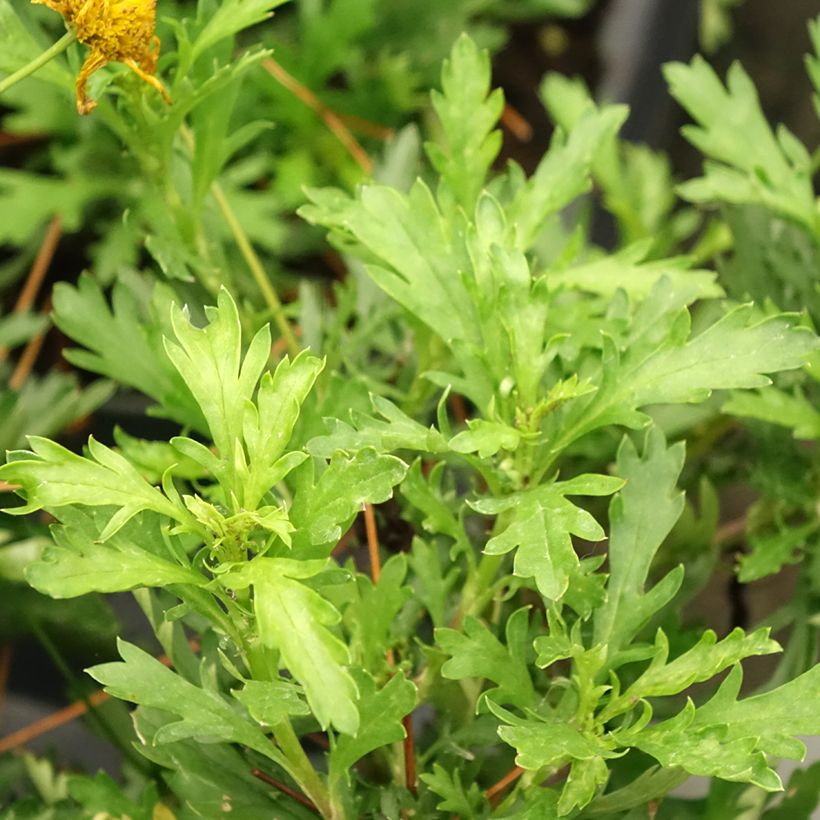Euryops evansii (Folhagem)