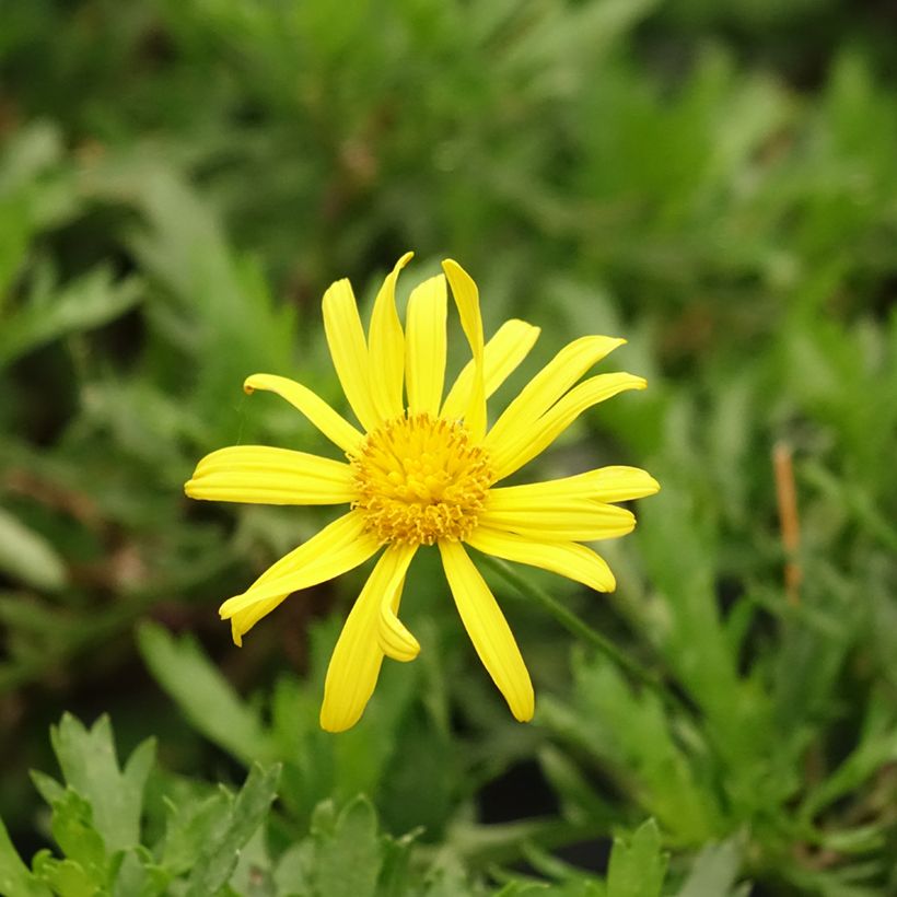Euryops evansii (Floração)