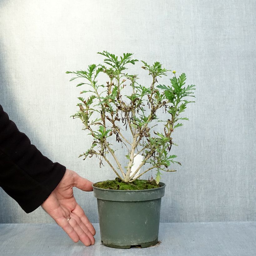 Amostra de Euryops evansii Vaso de 2 L/3 L tal como entregue no outono