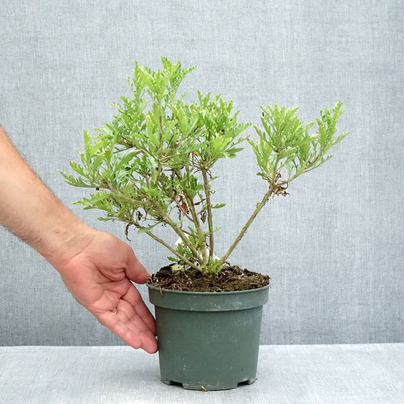 Amostra de Euryops evansii Vaso de 2 L/3 L tal como entregue no verão