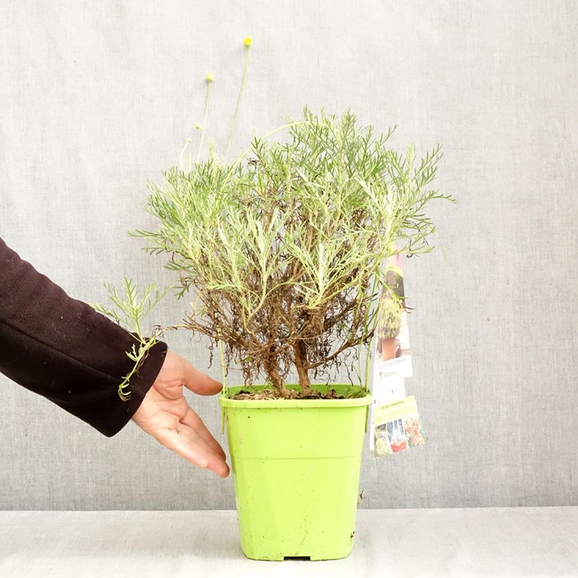 Amostra de Euryops Infinity Vaso de 4 L/5 L tal como entregue no outono